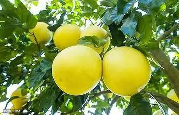 Platone Pomelo Plant POMELO PLANT TY