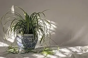 Platone Spider Plant SPIDER PLANT KN0-thumb2