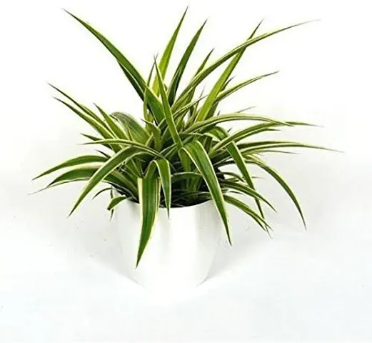 Best Selling Plant & Planters 