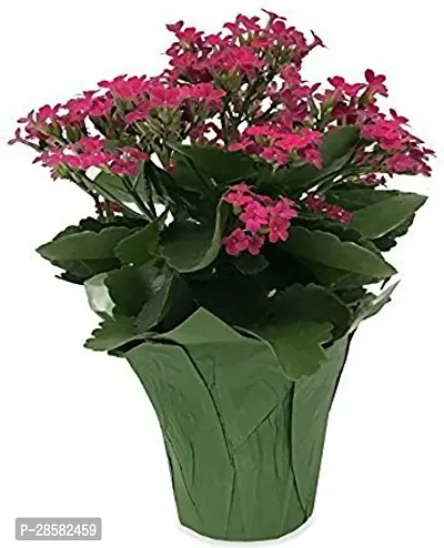 Platone Kalanchoe Plant RSP_778