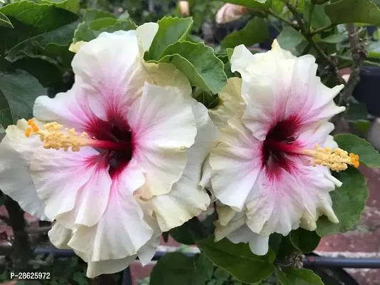 Platone Hibiscus Plant Double Tropical White Hibiscus Plant