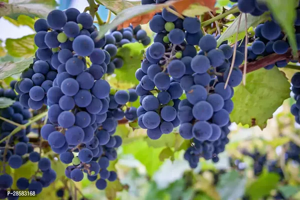 Platone Grapes Plant Grapes Sweet Hybrid Plant BG-3