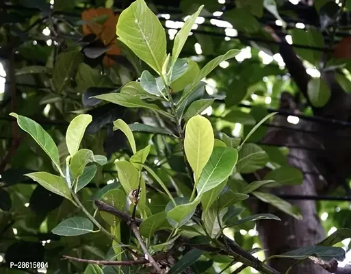 Platone Jack Fruit Plant Live Grafted hybrid Jackfruit plant with nursery pot-thumb0