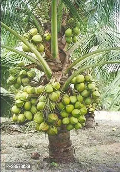 Platone Coconut Plant Gardens Dwarf Rare Hybrid Green Coconut Plant Short Time Fruit Plant (1 Healthy Live Plant)-thumb0