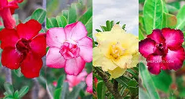 Platone Adenium Plant ADENIUM PLANT DDE3-thumb2