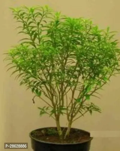 Platone Night Bloom Jasmine Plant Saraswati Gardens Tagar Mini Live Plant 1 Healthy Live Plant With Plastic Bag-thumb0