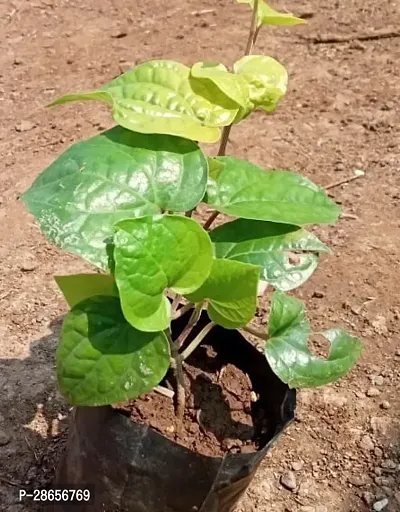 Platone Betel Leaf Plant betel leaf plant