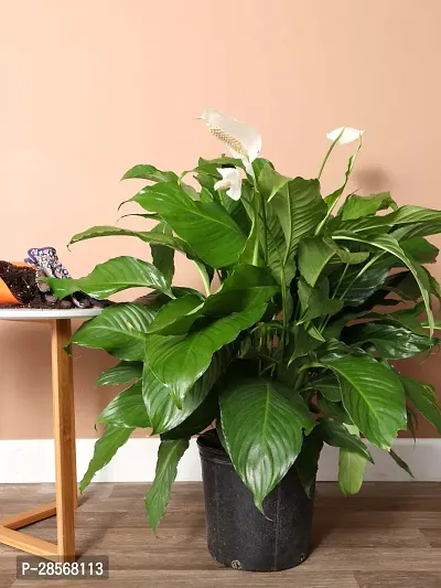 Platone Peace Lily Plant PEACE LILY FLOWER PLANT-P14