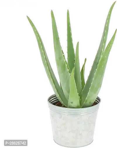 Platone Aloe Vera Plant aloevera plant 903-thumb0