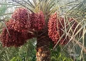 Platone ZZ Plant Date Palm Plant-thumb1