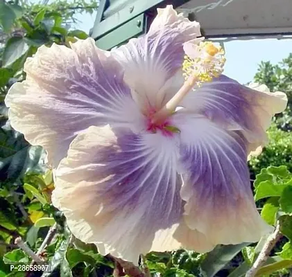 Platone Hibiscus Plant HVLIVE_351-thumb0