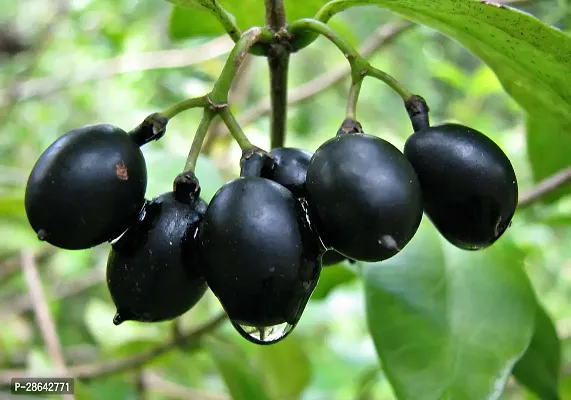 Platone Jamun Plant Jamun PlantKalo Jam-thumb0