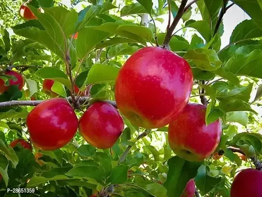 Platone Apple Plant Kashimiry Apple plant Grafted and hybrid plantAS160-thumb0