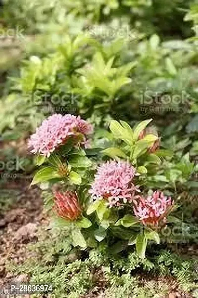 Platone Ixora Plant IXORA PLANT NNH