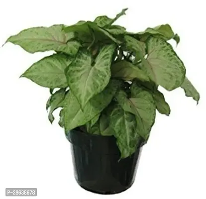 Platone Syngonium Plant syn_10