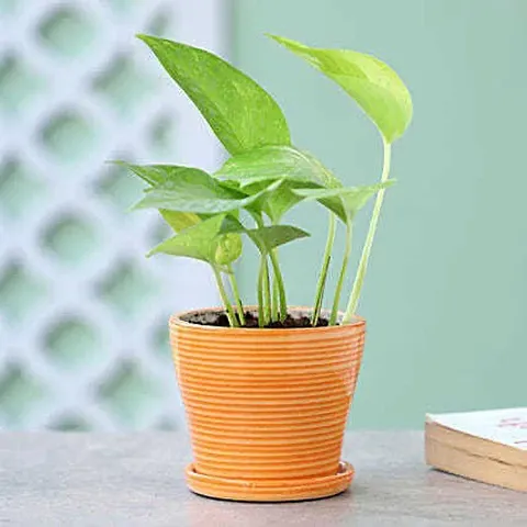 Hot Selling Plant & Planters 