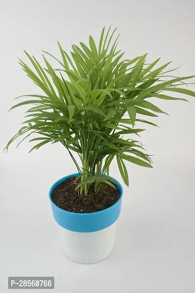 Platone Areca Palm chamaedorea plant with blue and white pot