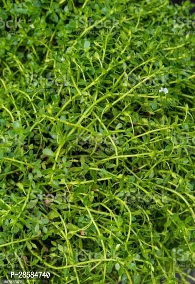 Platone Bacopa Monnieri Bramhi Plant B004