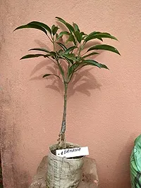 Platone Mango Plant Anaras Plant-Grafted-thumb1