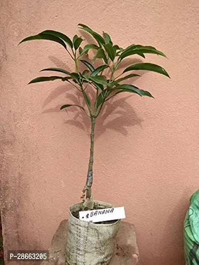 Platone Mango Plant Anaras Plant-Grafted-thumb2