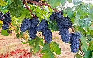 Platone Grape Plant Pinot Grape Plant-thumb1