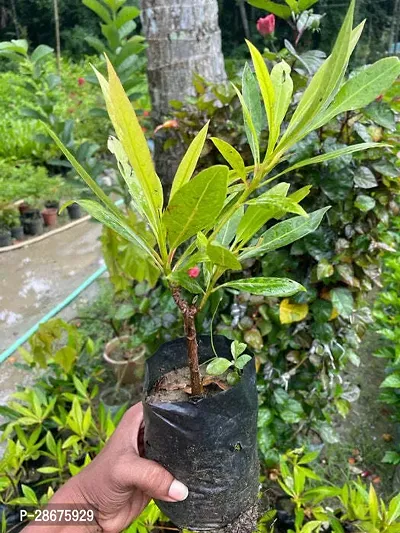 Platone Rudraksha Plant Hybrid Rudraksha Plant-thumb3