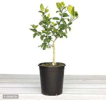 Platone Lemon Plant PLT-113