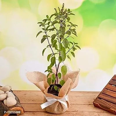 Platone Tulsi Plant EVltul35