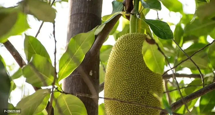 Platone Jackfruit Plant CUT-thumb0