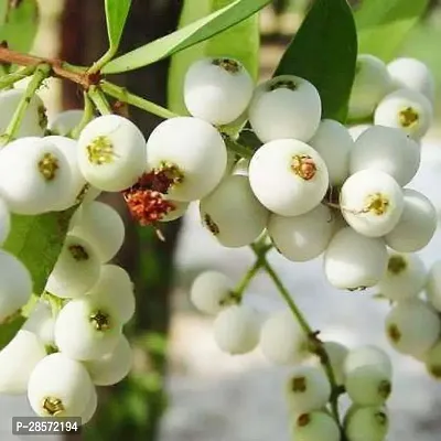 Platone Cats Claw Plant Rare Hybrid Fruit Live Plant - Rare Delicious Fruit Syzygium zeylanicum Poocha PazhamCat Eye fruitFruit Plant ( 1 Healthy Live Plant)-thumb0