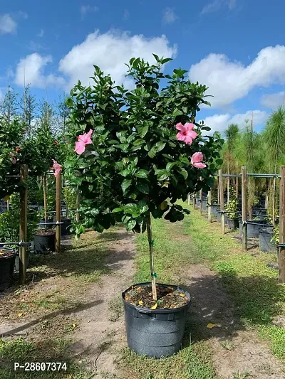 Platone Hibiscus Plant Hibiscus pink Plant-thumb0