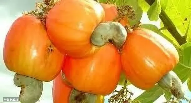 Platone Cashew Plant KAJU PLANT BWWS-thumb2