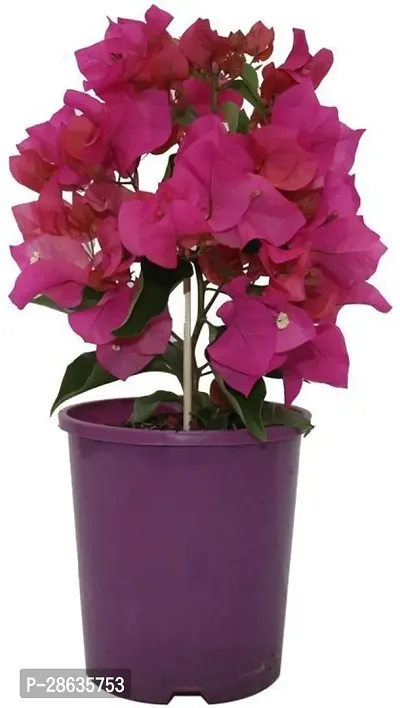 Platone Baugainvillea Plant Bougainvillea Plant Kagaj Flower Live Plant FP47