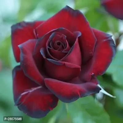 Platone Rose Plant red rose58-thumb0
