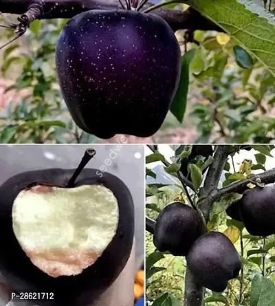 Platone Apple Plant Black Apple