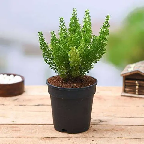 Best Selling Plant & Planters 