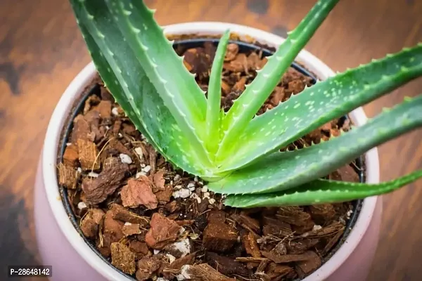 Platone Aloe Vera Plant Aloe Vera Plant CF00038