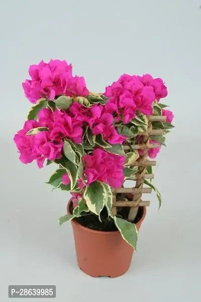 Platone Baugainvillea Plant Bougainvillea Plant Kagaj Flower Plant FP701-thumb0