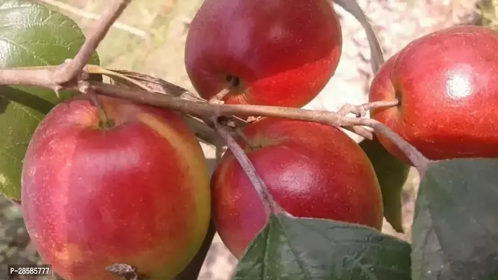 Platone Ber Apple Plant Kashmiri Red Apple Ber Plant-thumb0