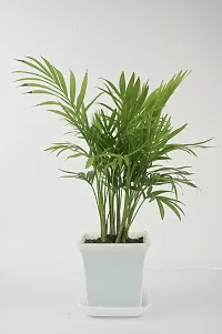 Platone Areca Palm chamaedorea plant with Sqaure white pot-thumb2