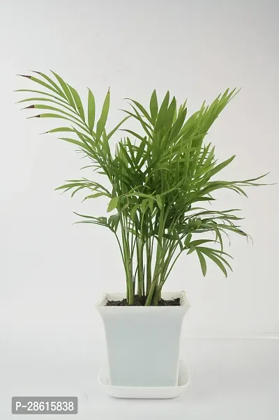 Platone Areca Palm chamaedorea plant with Sqaure white pot-thumb3