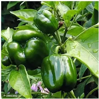 Platone Capsicum capsicum seeds-thumb0