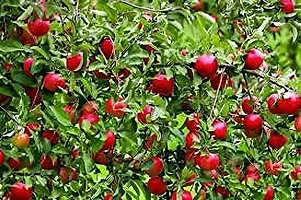 Platone ZZ Plant Cherry plant-thumb1