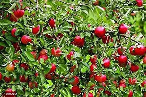 Platone ZZ Plant Cherry plant-thumb2