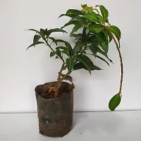 Platone Mango Plant Mango Fruit Plant-thumb1