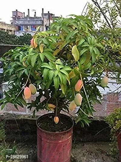 Platone Mango Plant Mango Fruit Plant