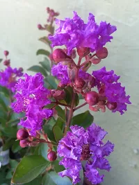 Platone Jasmine Plant Purple Lagerstroemiapurush flowerlagerstroemia speciosapride of India Queen Crape Myrtle flower plant-thumb1