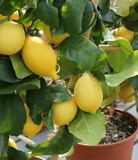 Platone Lemon Plant Lemon plant-5-thumb1