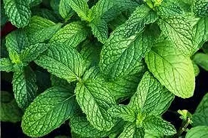 Platone Mint Plant MINT PLANT OKHY-thumb2