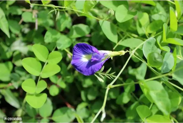 Platone Aparajita Butterfly Pea Plant Aparajita_BLUE_NP79